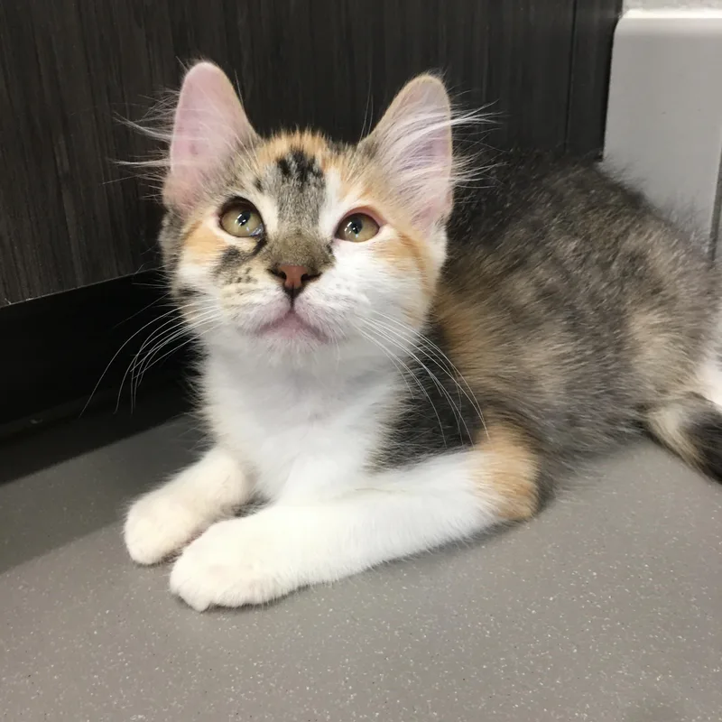 A baby small-sized female Calico Domestic Medium Hair cat named Cocoa Puffs for adoption in Greenville, TX