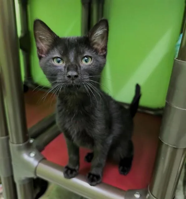 A baby small-sized female Domestic Short Hair cat named Lucy for adoption in Sacramento, CA