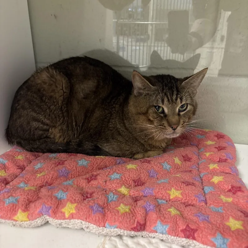 A young medium-sized male Brown / Chocolate Domestic Short Hair cat named Mason for adoption in League City, TX