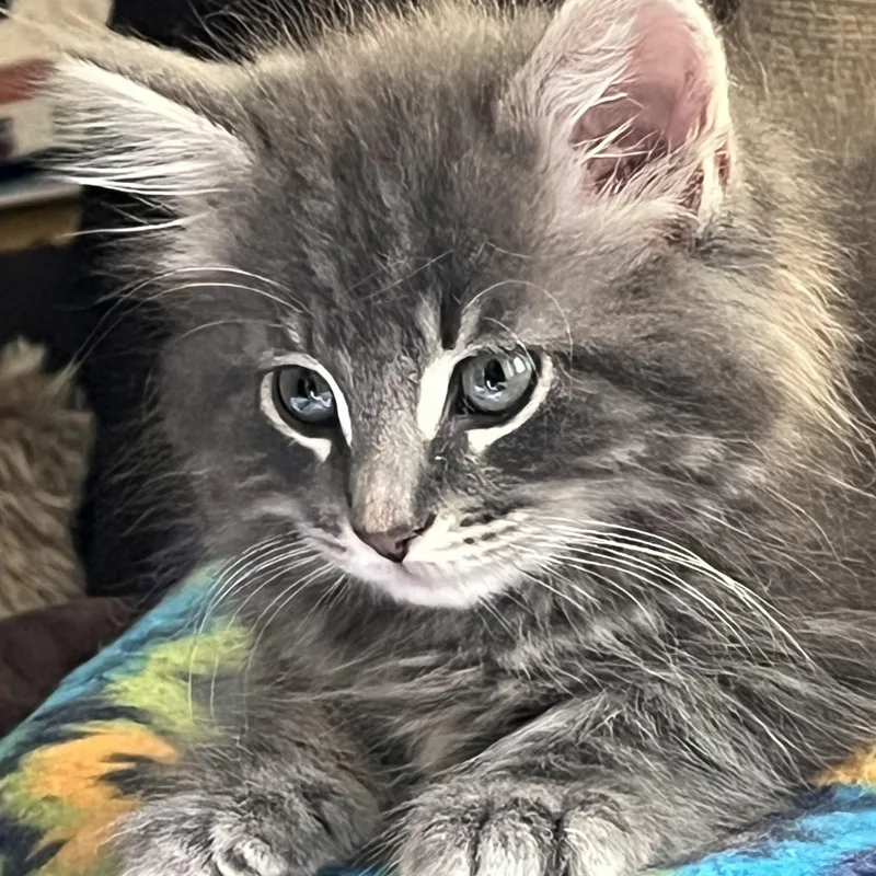A baby medium-sized male Tabby cat named Rajah and Venus for adoption in Wadsworth, IL