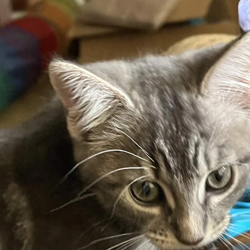 Rajah and Venus thumbnail 2