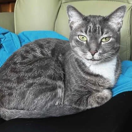 An adult small-sized female Gray / Blue / Silver Domestic Short Hair cat named Pokey for adoption in Atlanta, GA