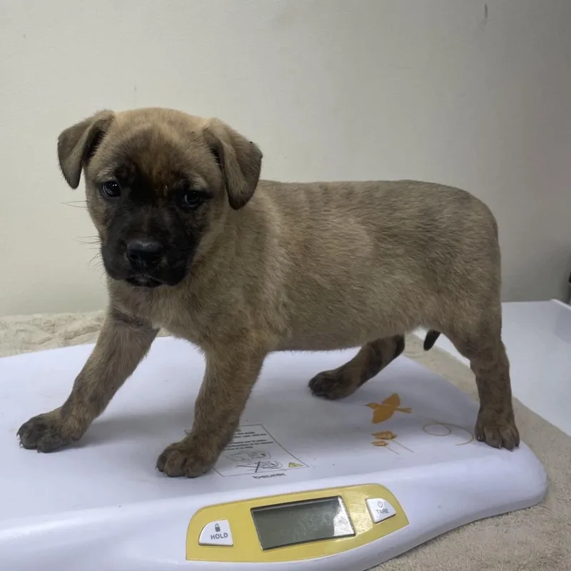 A baby medium-sized female Yellow / Tan / Blond / Fawn Retriever dog named Jelly Bean for adoption in Galax, VA