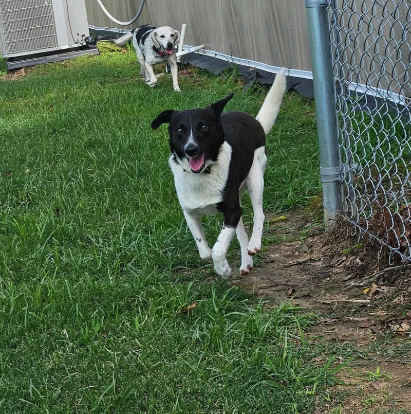 Pepper thumbnail 3