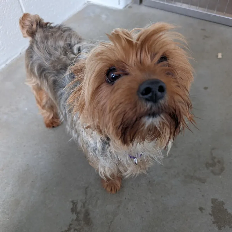 An adult small-sized female Brown / Chocolate Mixed Breed dog named Cynthia for adoption in Pittsburgh, PA