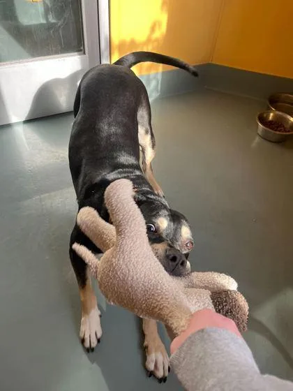 An adult large-sized female Terrier dog named Sasha for adoption in Knoxville, TN