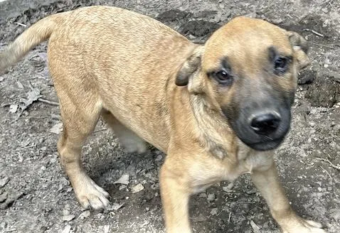 A young medium-sized female German Shepherd Dog dog named Wren for adoption in Manchester, CT