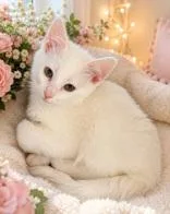 A baby medium-sized female White Domestic Short Hair cat named Sky for adoption in Portsmouth, OH