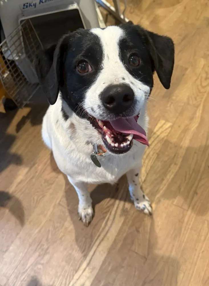 Titan Tansy thumbnail 2