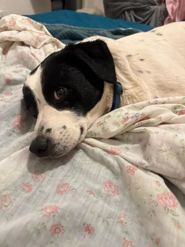 Titan Tansy thumbnail 5