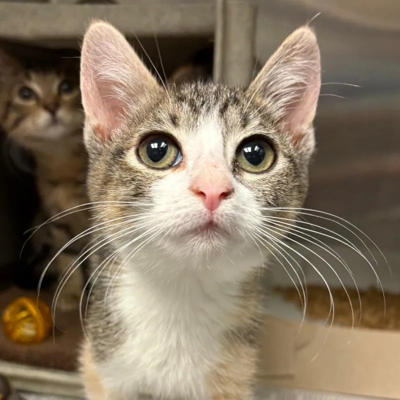 A baby small-sized female Calico Domestic Short Hair cat named Tweety for adoption in San Antonio, TX