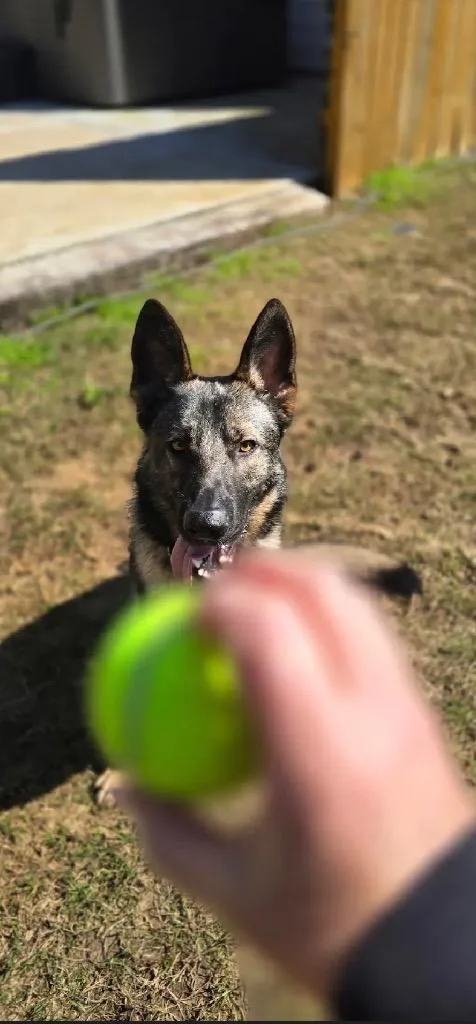 A young medium-sized male German Shepherd Dog dog named Hayden for adoption in Sharpsburg, GA