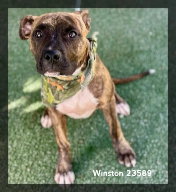 A baby medium-sized male Brindle Hound dog named Winston for adoption in Marietta, GA