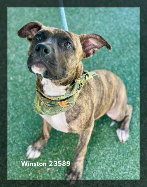 Winston thumbnail 5