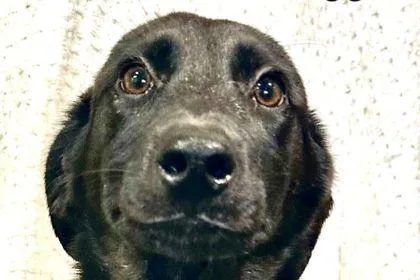 A young medium-sized female Mixed Breed dog named Maggie for adoption in Westland, MI