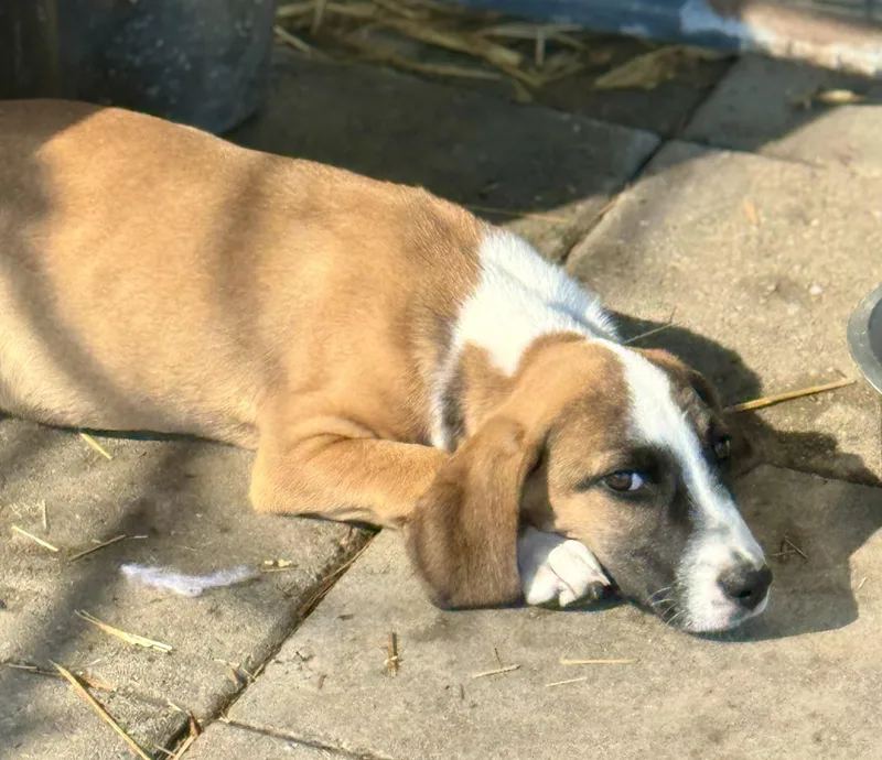 A baby medium-sized male Tricolor (Brown, Black, & White) Basset Hound dog named Finn for adoption in Washington, MO