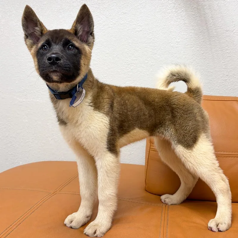 A baby small-sized male Akita dog named Tiger for adoption in Parker, CO