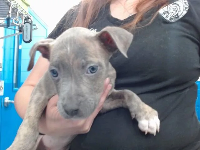 A young small-sized female Pit Bull Terrier dog named Winter for adoption in Albuquerque, NM