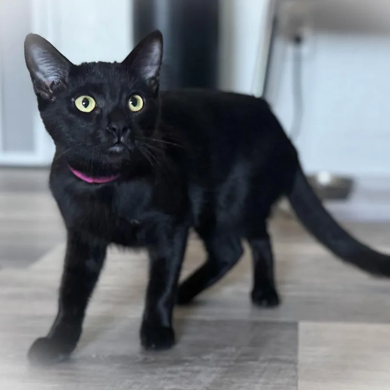 A young medium-sized female Domestic Short Hair cat named Lucy for adoption in San Pedro, CA