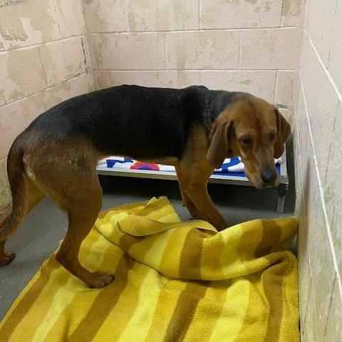 An adult large-sized female Brown / Chocolate Coonhound dog named Charlotte for adoption in Owosso, MI