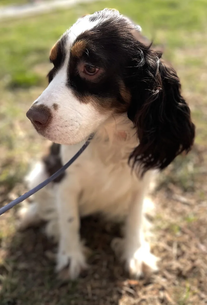A young medium-sized female Tricolor (Brown, Black, & White) English Springer Spaniel dog named Essie for adoption in Hartsville, SC