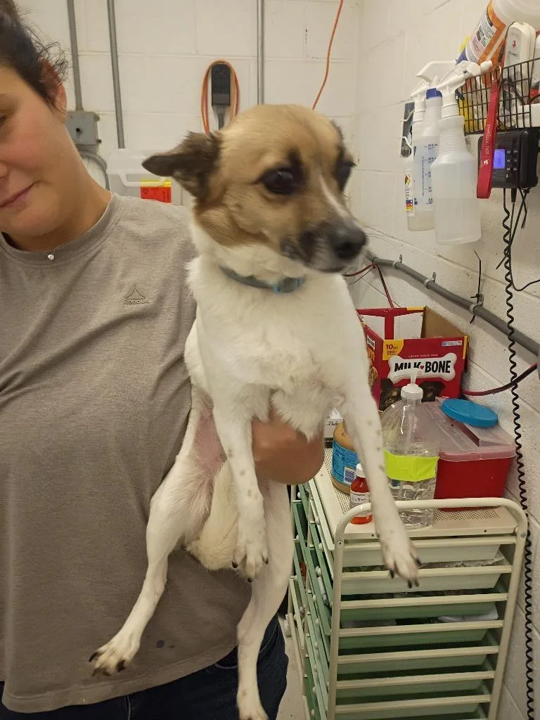 An adult large-sized female Chihuahua dog named Little Lucy for adoption in Chickamauga , GA