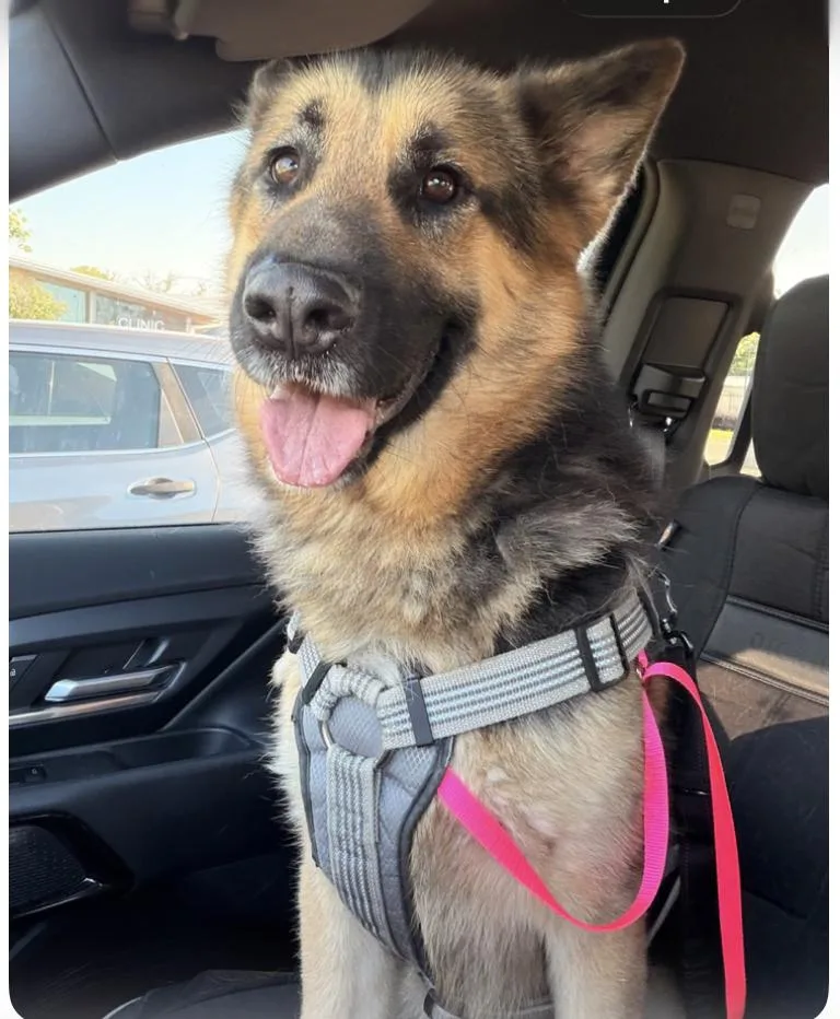 A young large-sized male German Shepherd Dog dog named Roxas for adoption in Houston, TX