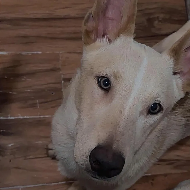 A young small-sized male German Shepherd Dog dog named Kairo for adoption in Bristol, IN