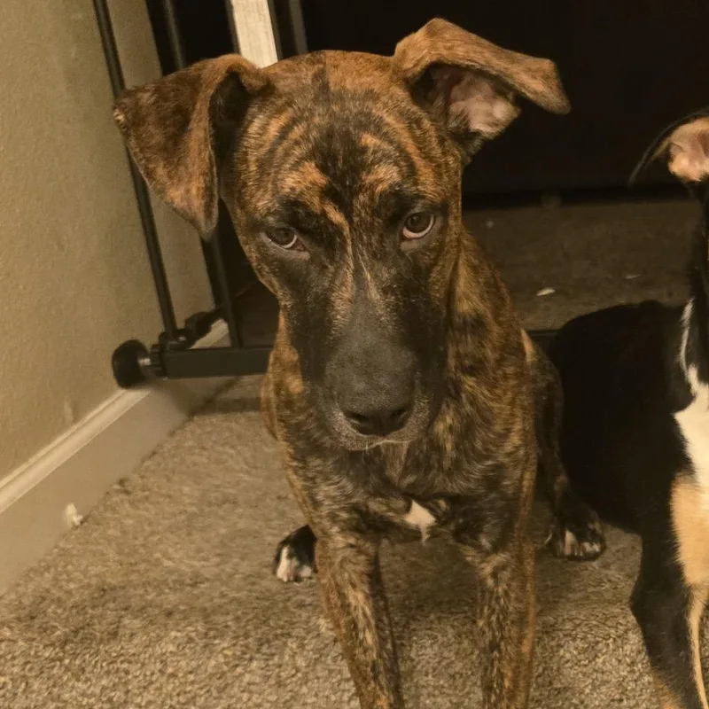 A young medium-sized male Brindle Mixed Breed dog named Patron for adoption in Bend, OR