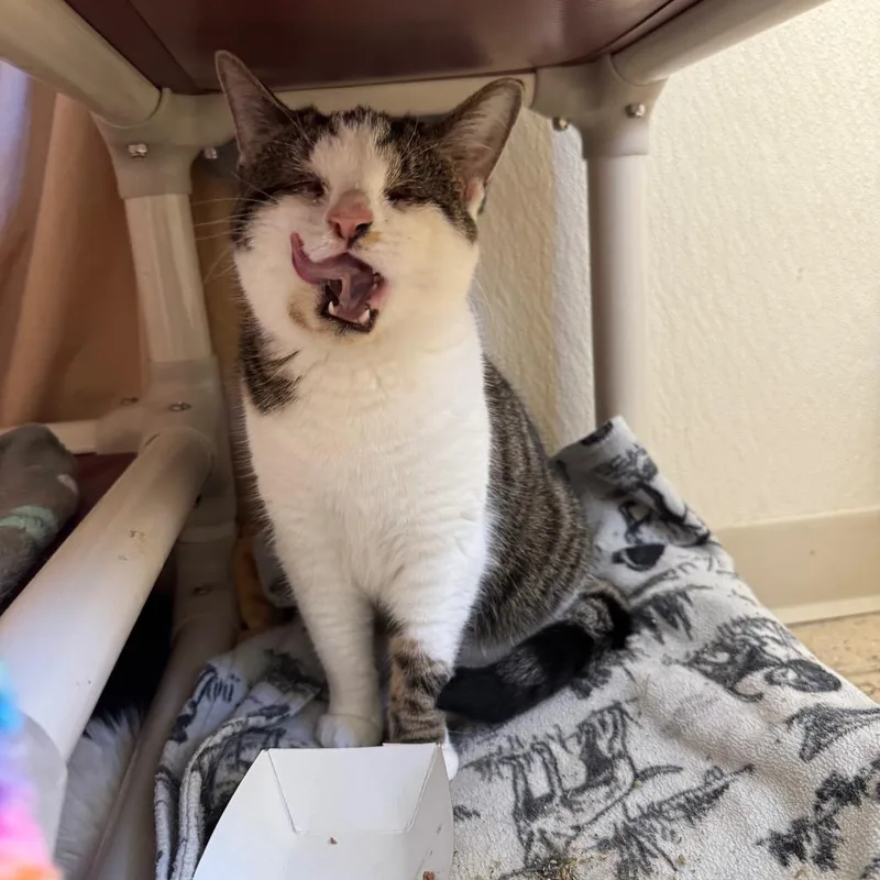 An adult medium-sized female White Domestic Short Hair cat named Pixie Stix for adoption in Pekin, IL