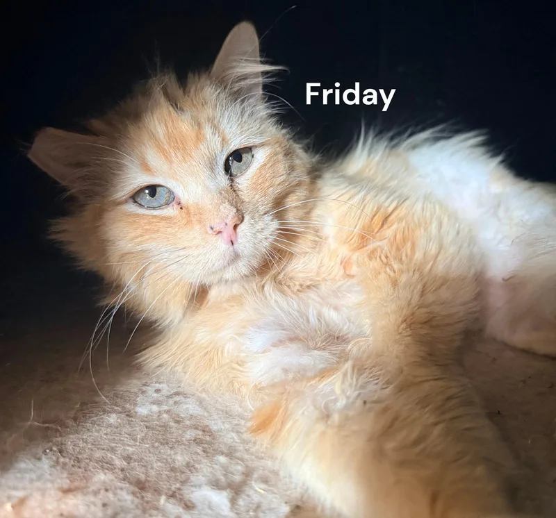 An adult medium-sized male Orange / Red Domestic Long Hair cat named Friday for adoption in Weems, VA