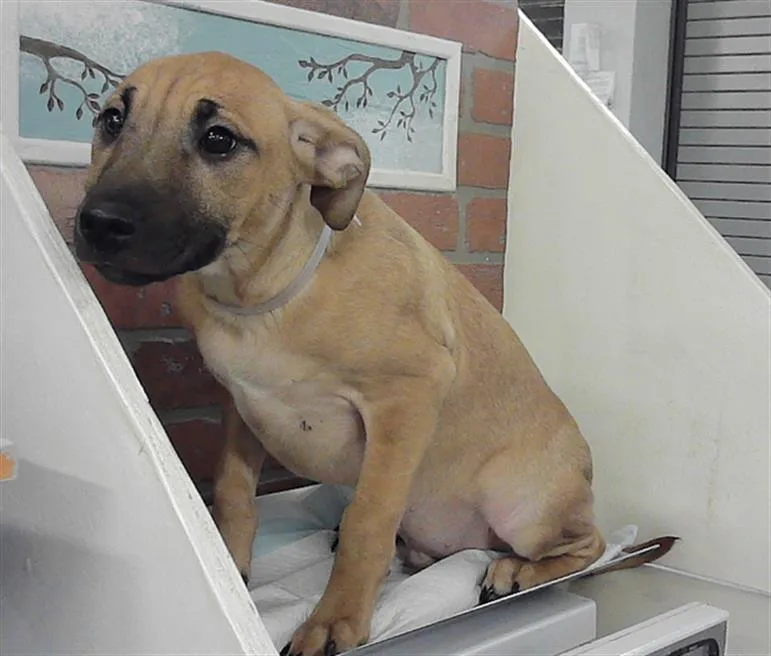 A baby small-sized male Labrador Retriever dog named Monty for adoption in Houston, TX