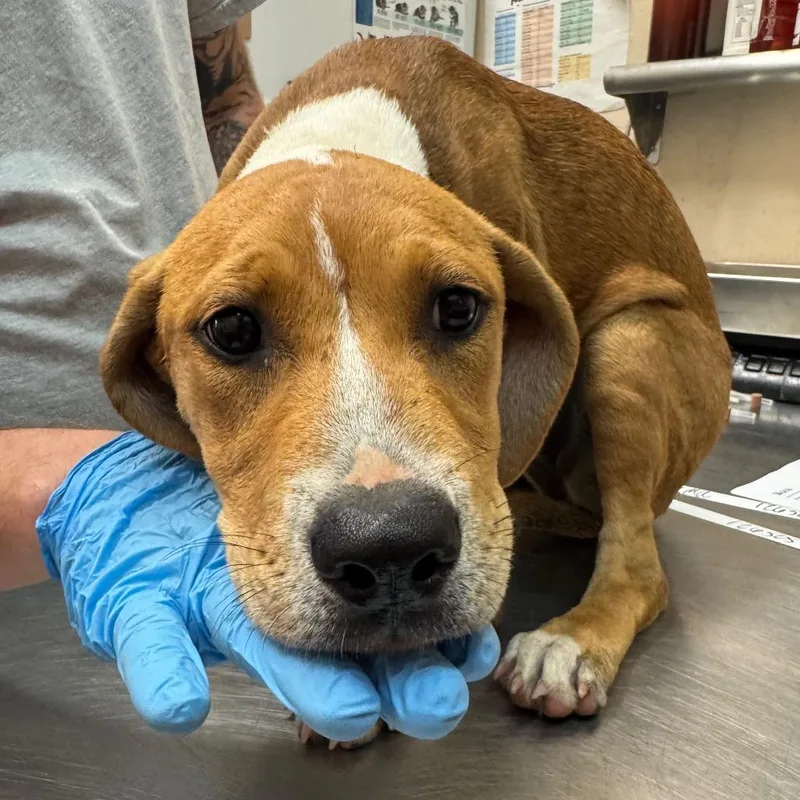 A young small-sized female Yellow / Tan / Blond / Fawn Hound dog named Mona for adoption in Birmingham, AL