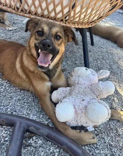 Cranberry thumbnail 3