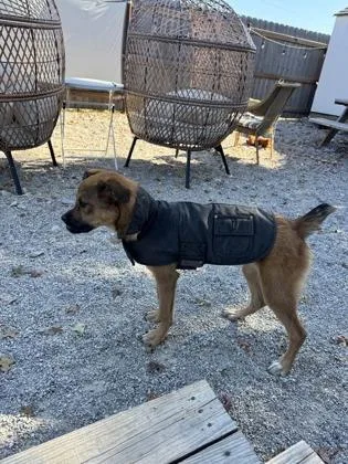 Cranberry thumbnail 5