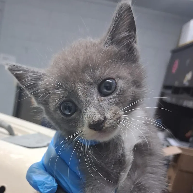 A baby small-sized male Gray / Blue / Silver Domestic Short Hair cat named Templeton for adoption in Summerville, SC