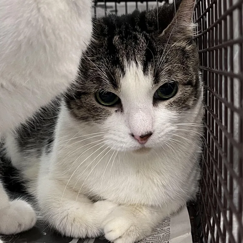 An adult medium-sized female Domestic Short Hair cat named Misty for adoption in Los Angeles, CA