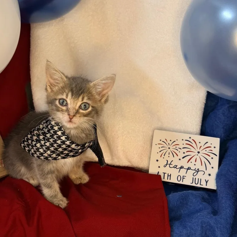 A baby small-sized male Gray / Blue / Silver Domestic Short Hair cat named Sugar Shane for adoption in Mount Vernon, IL
