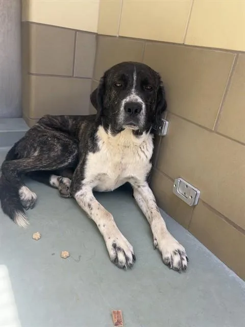 An adult large-sized male Plott Hound dog named Churro for adoption in Riverside, CA