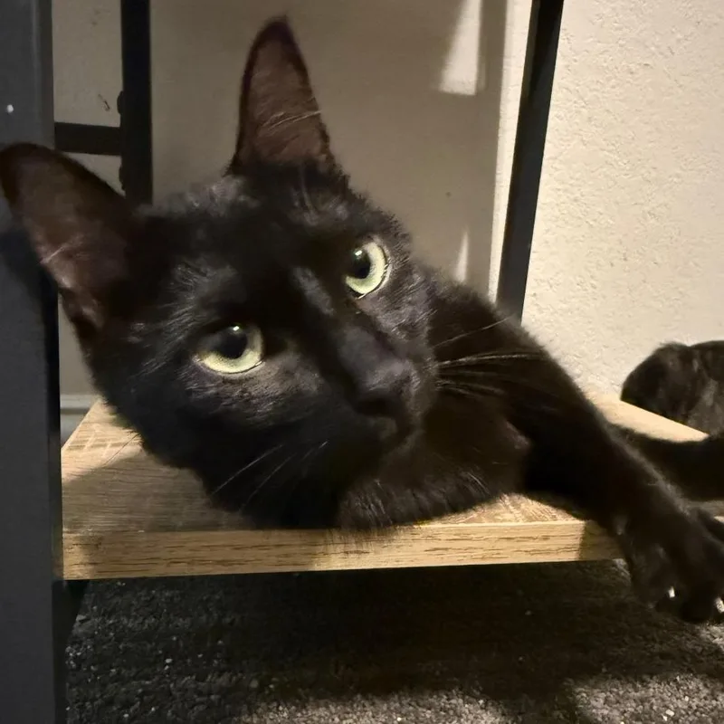 An adult medium-sized male Black Domestic Short Hair cat named Elfin for adoption in Austin, TX