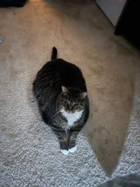 An adult large-sized female American Shorthair cat named Scarlett for adoption in Trexlertown, PA