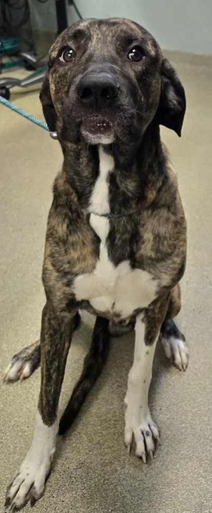 An adult extra large-sized male Great Dane dog named Dunny for adoption in Cincinnati, OH