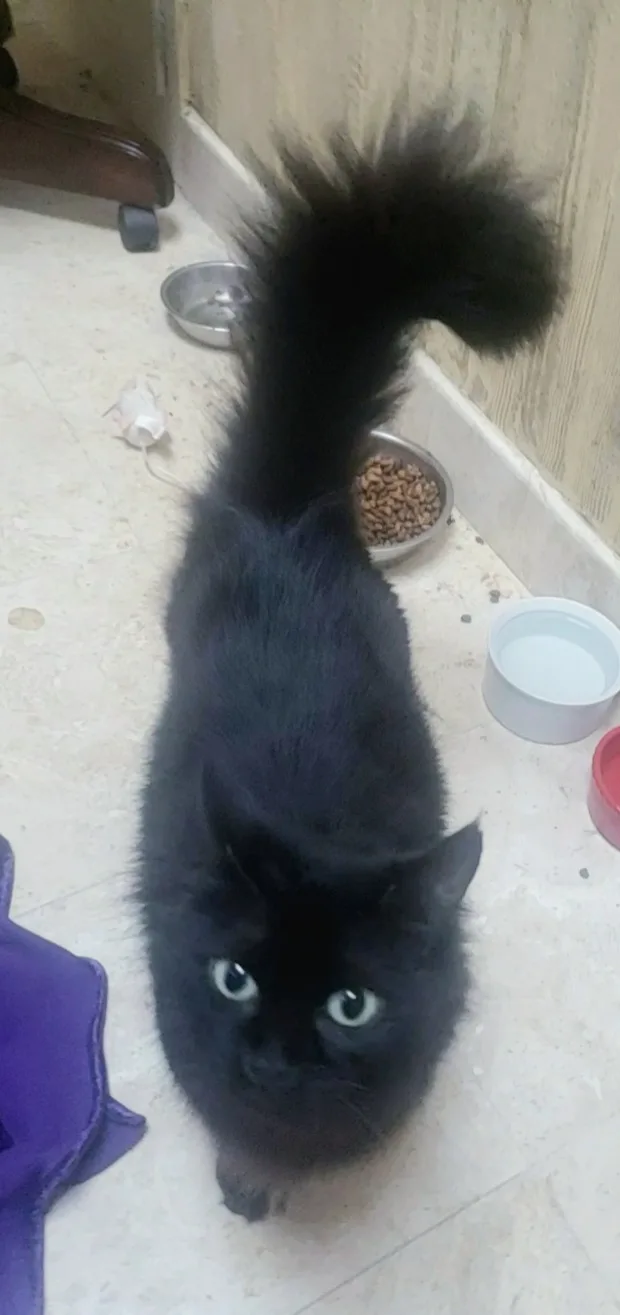 Heidy Diamondintherough thumbnail 2