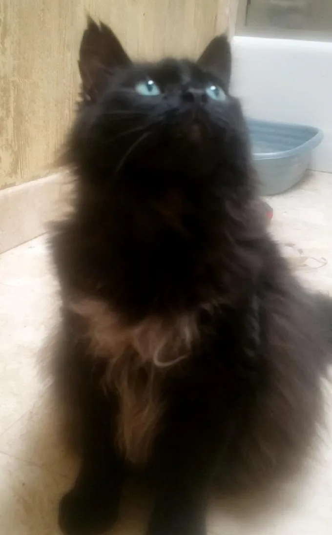 Heidy Diamondintherough thumbnail 3