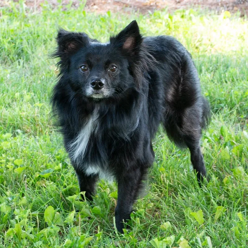 An adult small-sized male Australian Shepherd dog named Walter for adoption in Troy, OH