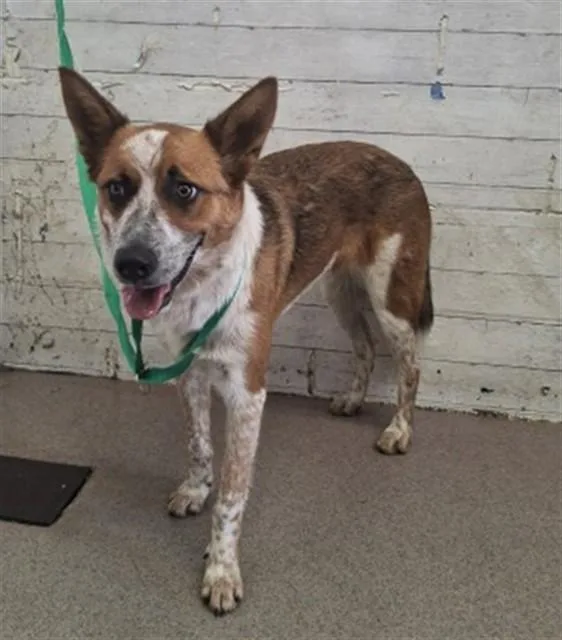 A young medium-sized male Australian Cattle Dog / Blue Heeler dog named Tom for adoption in San Bernardino, CA