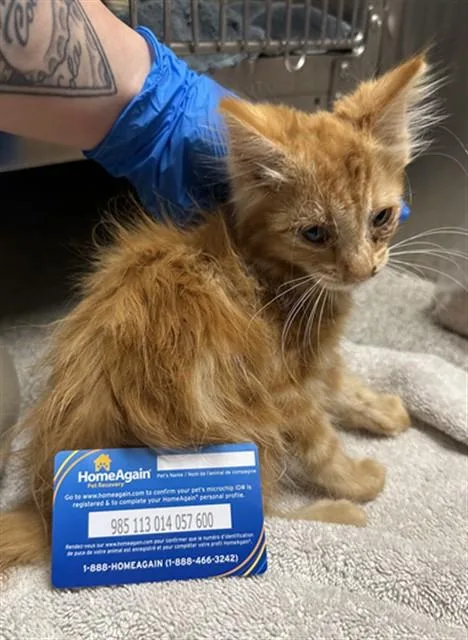 A baby small-sized male Domestic Long Hair cat named Cheddar for adoption in San Luis Obispo, CA