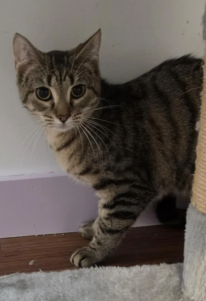 A baby medium-sized female Domestic Short Hair cat named Jenny for adoption in Wild Rose, WI