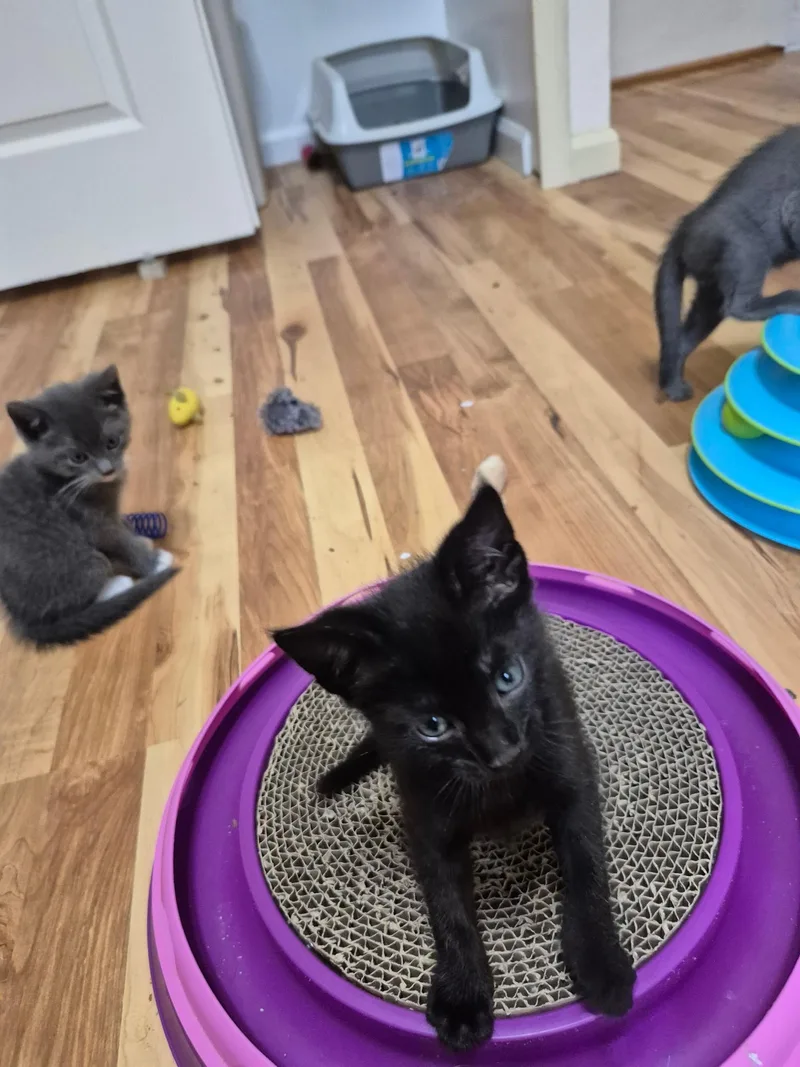 A baby medium-sized male Black Domestic Short Hair cat named Tucker for adoption in Philadelphia, PA