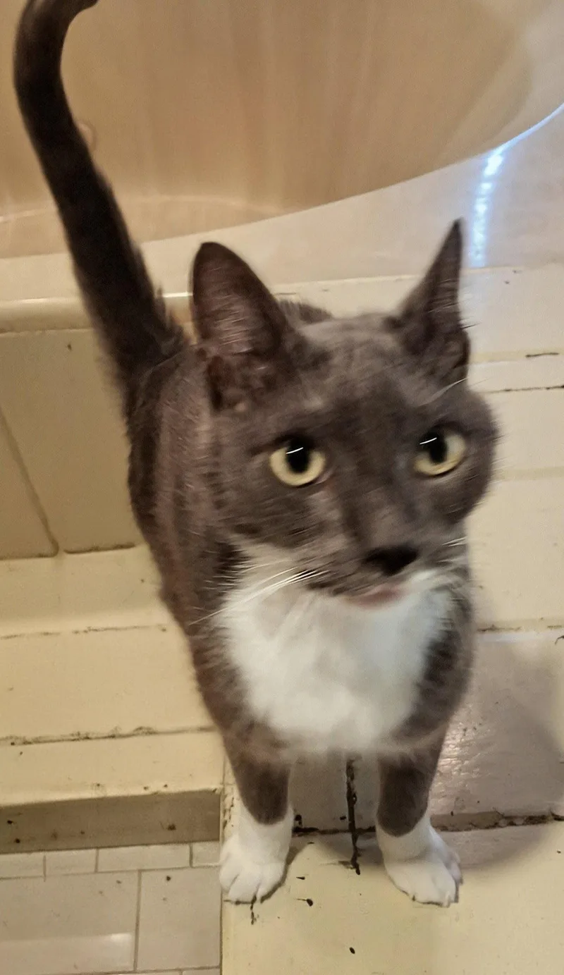 A senior medium-sized male American Shorthair cat named Steele Oldmanbigheart for adoption in Houston, TX